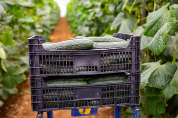 Closeup of plastic boxes with freshly harvested cucumbers in hothouse. Growing of industrial vegetable cultivars..