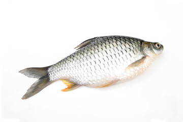 Carp is isolated on a white background. It is a popular freshwater fish.