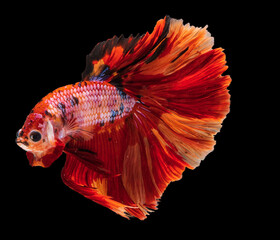 A Siamese fighting fish in any action on isolate background / half-moon beta fish