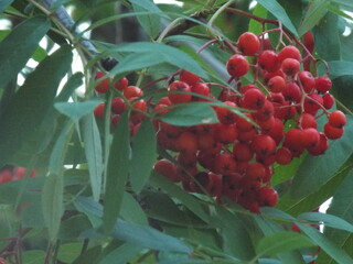 red berries on a tree