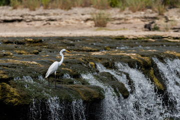 Great White Egret standing on rocky ledge near river waterfall