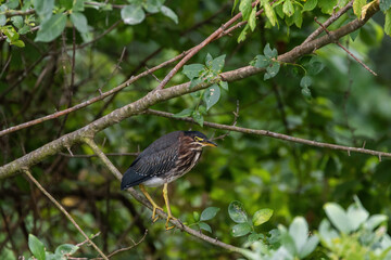 Yellow-crowned Night Heron standing on small branch in a tree