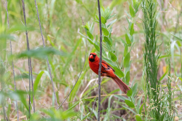 Northern Cardinal cliniging sideways on small stick
