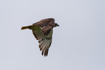 Red-tailed Hawk making a graceful turn as it flies overhead