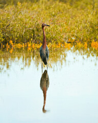 Garza rojiza y su reflejo