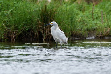 Snow Egret standing in the shallow water by a grassy river bank