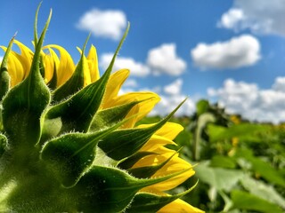 single sunflower head close-up under bluebird sky