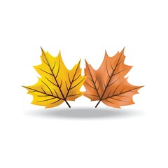 Fototapeta premium maple leaves