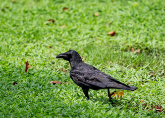 Close up Large Billed Crow was Standing on The Lawn