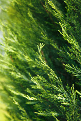 Abstract grey juniper texture. Nature background. Top view.
