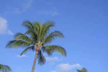 palm trees against blue sky