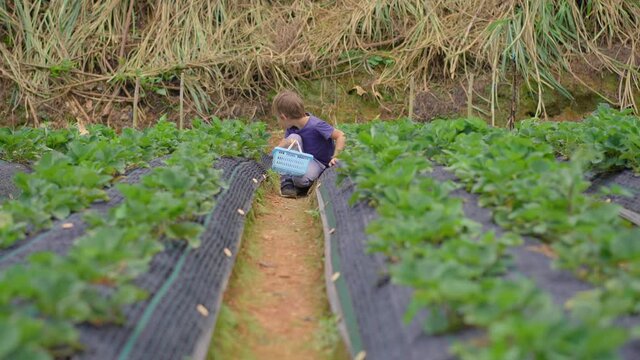 A little boy collects strawbery on an eco farm. Ecoturism concept
