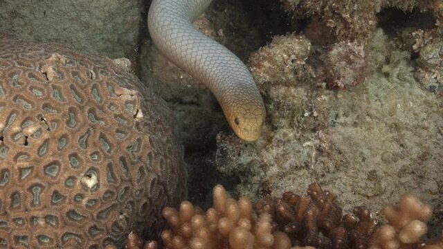 Olive Sea Snake close up on the Great Barrier Reef - Slowmotion