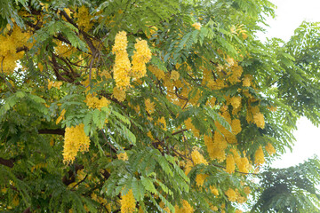 rainbow shower in hawaii