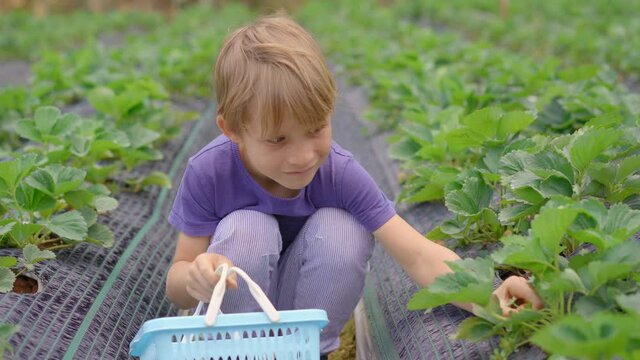 A little boy collects strawbery on an eco farm. Ecoturism concept