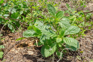 Bright Sun On Vervain Plants