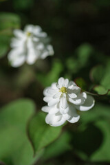 八重のドクダミ