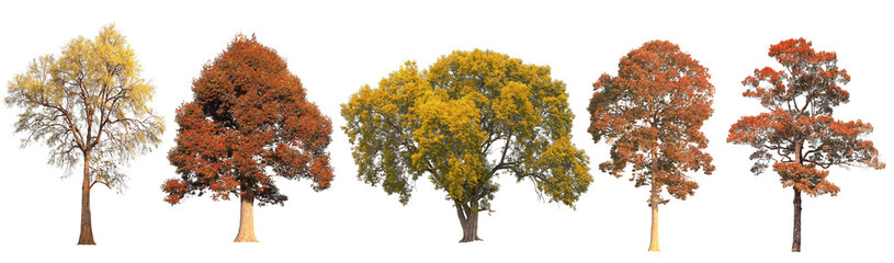 Set of autumn tree during fall season which foliage has turn from yellow to red isolated on white background for autumn design