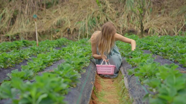 Young woman and her little son collect strawbery on an eco farm. Ecoturism concept