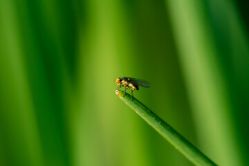 closeup of a small fly on the tip of a grass blade