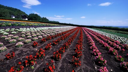 中国の庭園