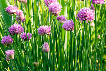 closeup of purple flowering buds of chives in morning light