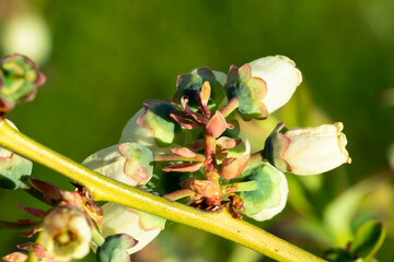 close-up of blooming blueberry flowers
