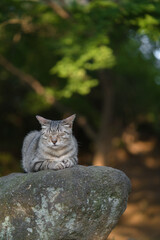 くつろぐキジトラ猫