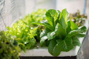 Teen boy watering and harvesting hydroponic vegetable in the house backyard
