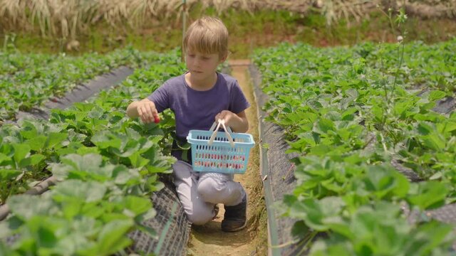 A little boy collects strawbery on an eco farm. Ecoturism concept