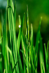 grass panicle and blades on the meadow