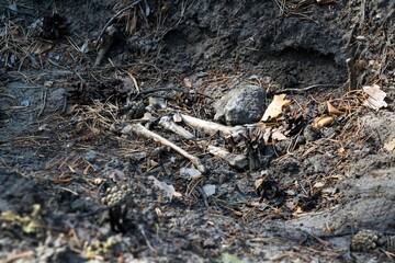 Bones in the ground in the forest.