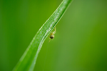 closeup of a small spider on a grass blade