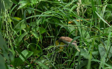 Scaly-breasted Munia