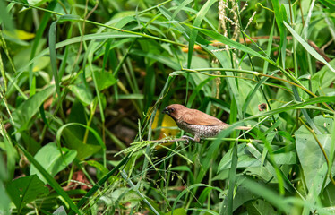 Scaly-breasted Munia