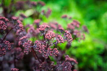 Blooming sedum in the garden. Shallow depth of field.