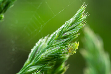 closeup of the cucumber green spider Araniella cucurbitina on a grass panicle