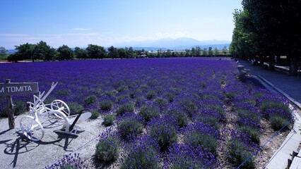 ファーム富田のお花畑