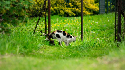 Tree-coloured she-cat sneaking on a green background