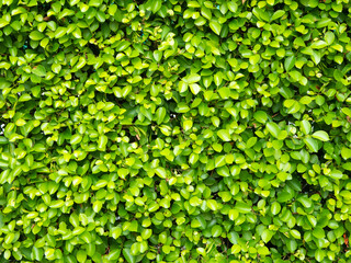 Fototapeta na wymiar Natural green leaves wall background