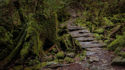 Photography of Shiratani Unsuikyo.
Yakushima Island exploration in 2019.