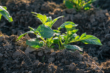 potato leaves in a field in bright morning light