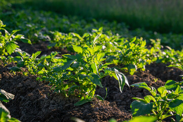 potato leaves in a field in bright morning light