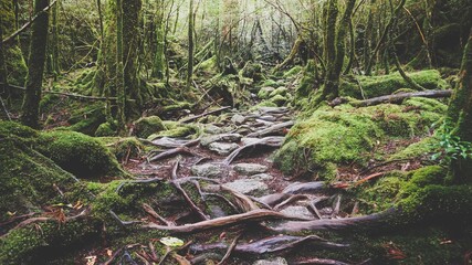 Photography of Shiratani Unsuikyo.
Yakushima Island exploration in 2019.