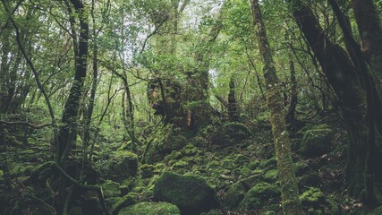 Photography of Shiratani Unsuikyo.
Yakushima Island exploration in 2019.