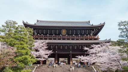 Cherry Blossom Photography in Tokyo.