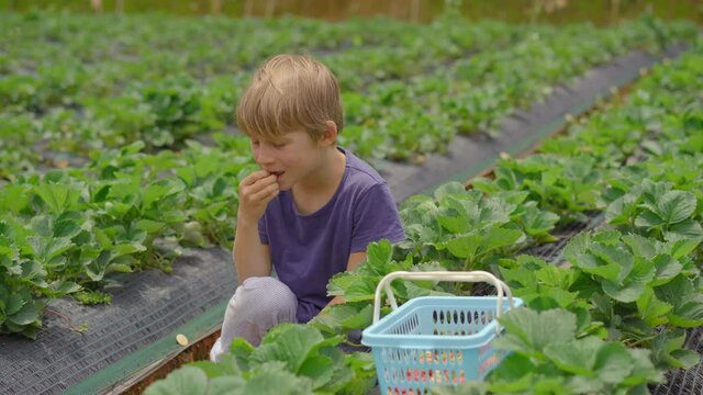 A little boy collects strawbery on an eco farm. He eats fresh and tasty strawberry. Ecoturism concept