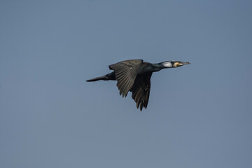 Great cormorant (Phalacrocorax carbo).Adults have white patches on the thighs and on the throat in the breeding season.