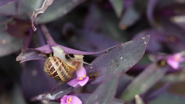 a little snail joking and eating on violet spiderwort