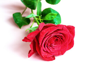Fototapeta premium Beautiful red rose isolated on white background.